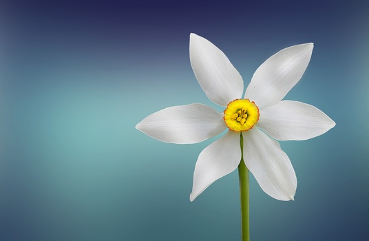 White and Yellow Flower